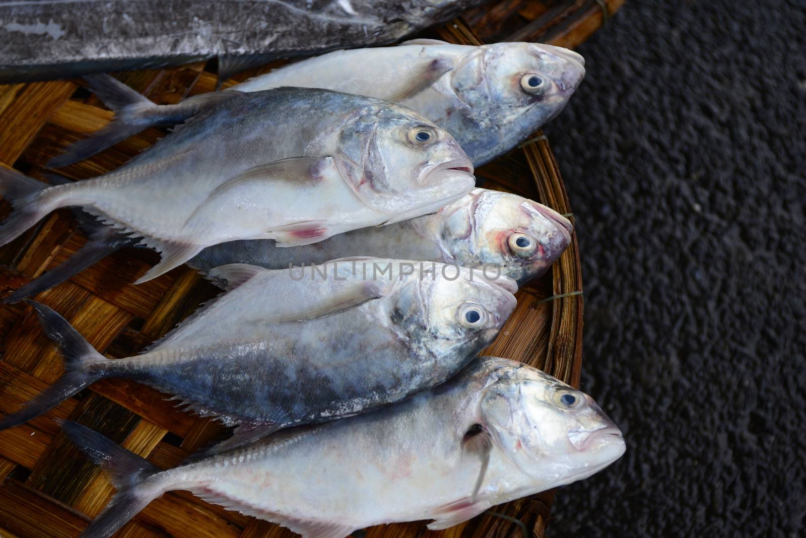 croaker fish Sell in fresh seafood market, note  select focus with shallow depth of field	

