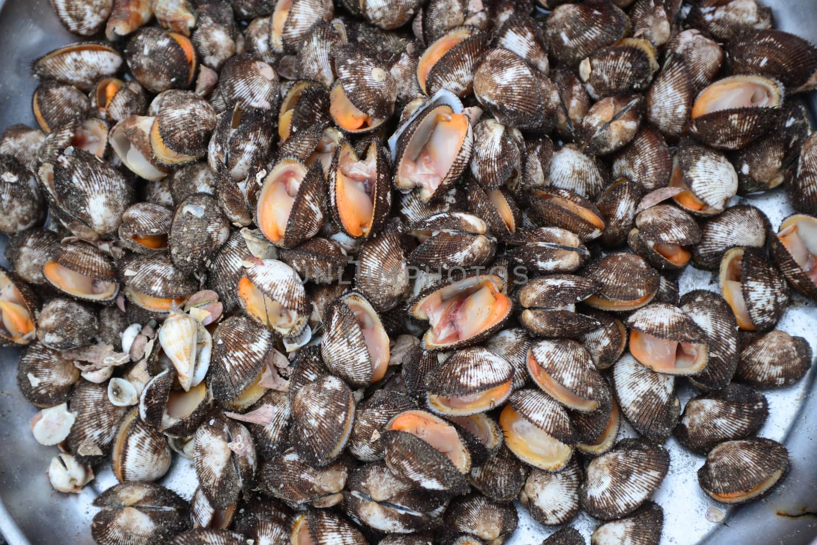 fresh Anadara inaequivalvis sell in fresh seafood market, note  select focus with shallow depth of field	