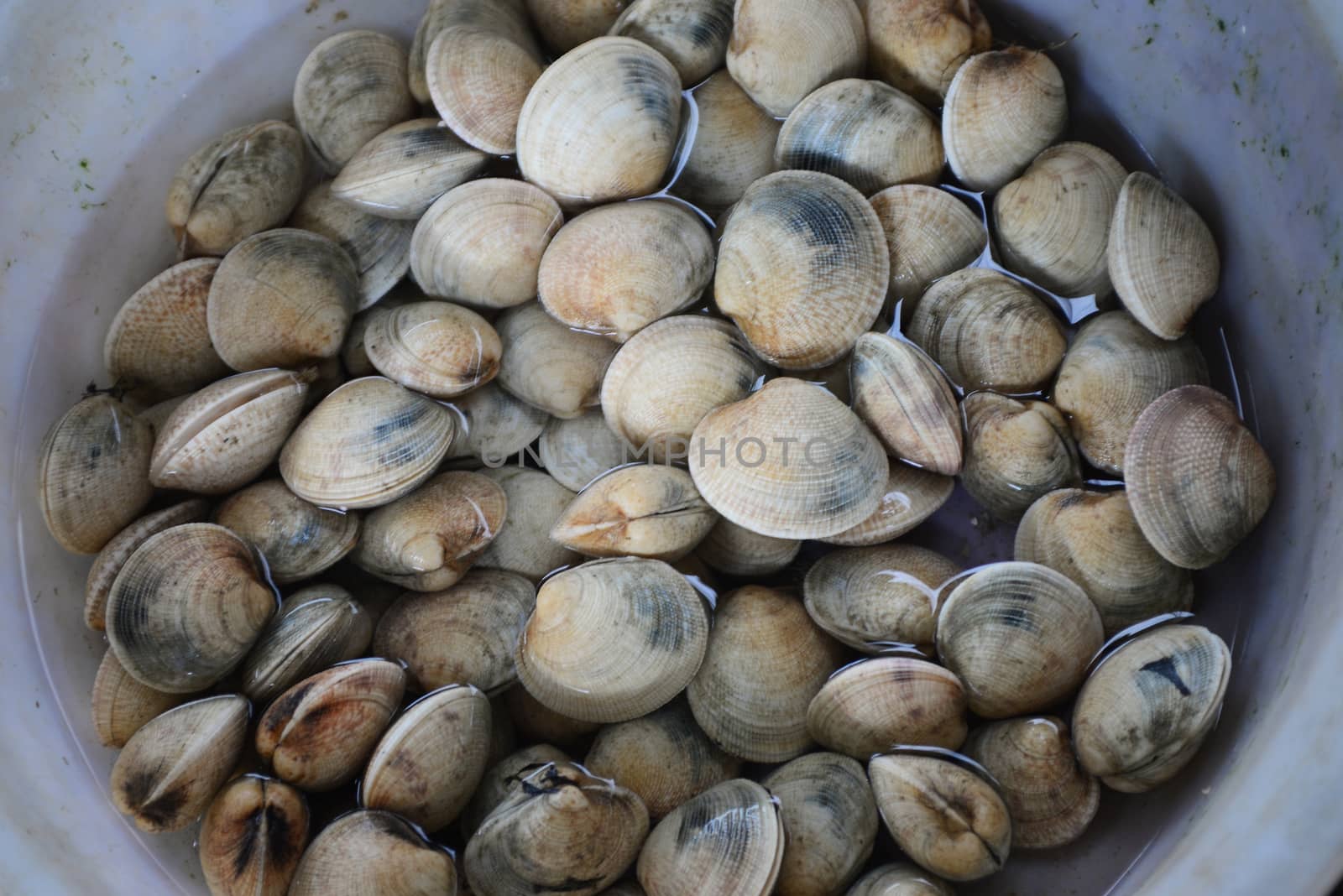 ENAMEL VENUS SHELL Sell in fresh seafood market by ideation90