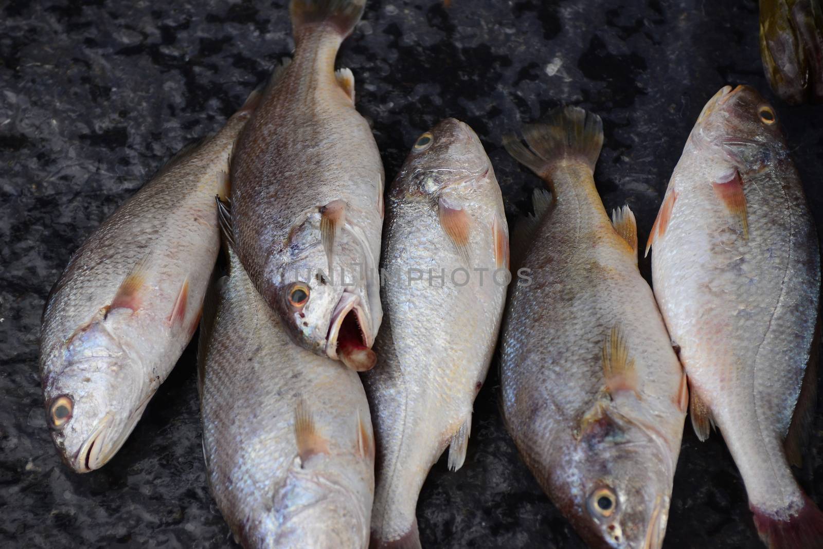 croaker fish Sell in fresh seafood market by ideation90