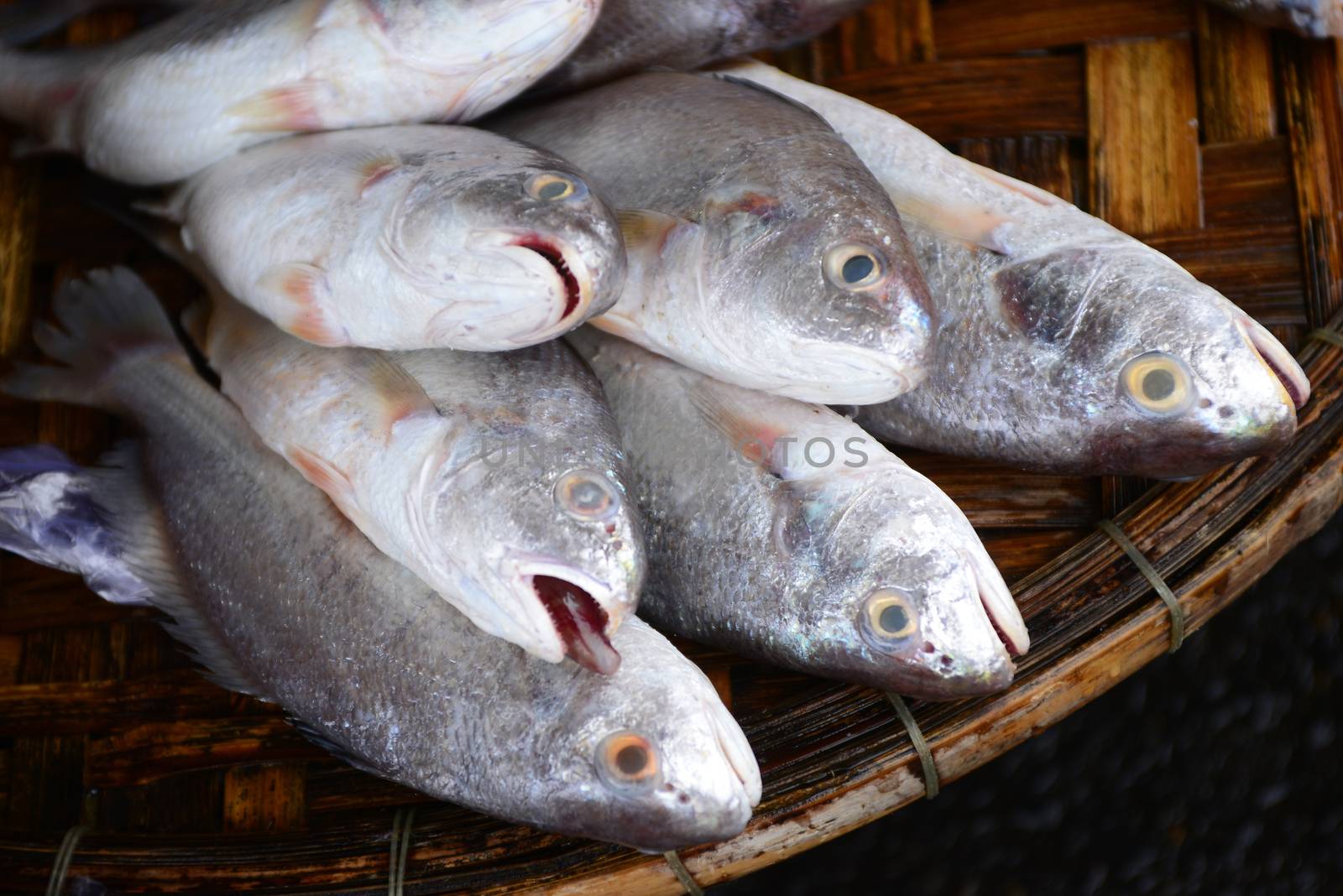 croaker fish Sell in fresh seafood market, note  select focus with shallow depth of field
