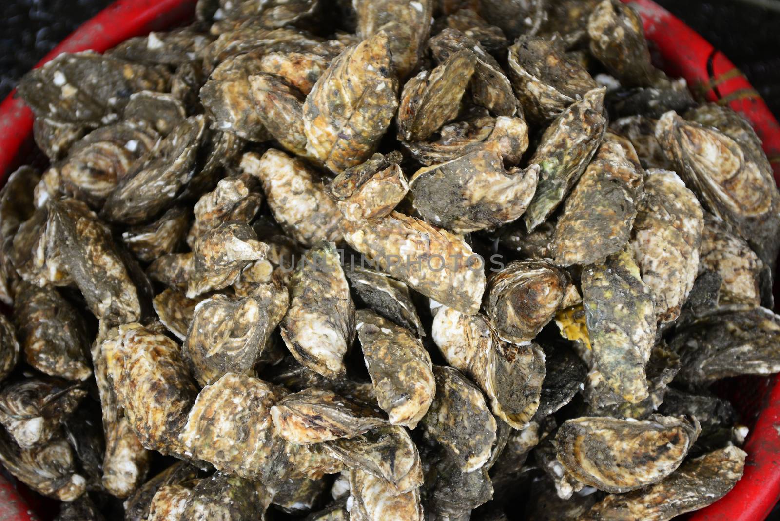 Oysters Sell in fresh seafood market, note  select focus with shallow depth of field	


