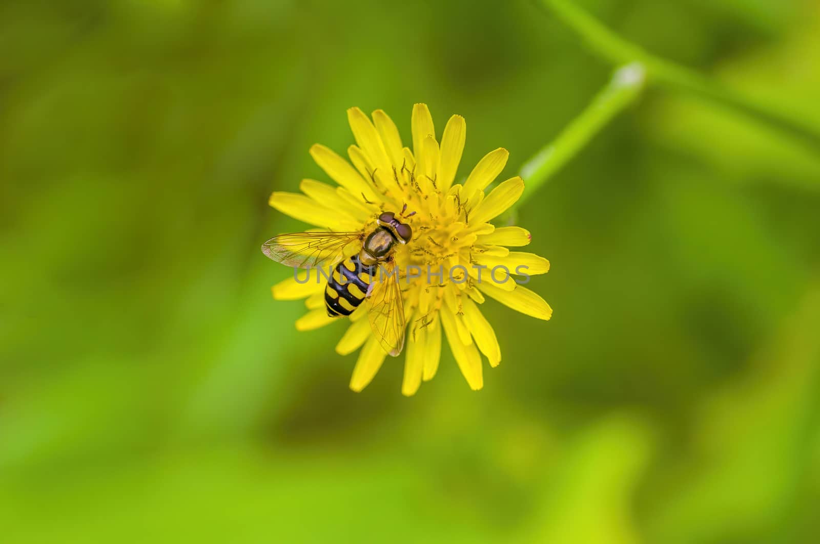 a Small wasp insect on a plant in the meadows