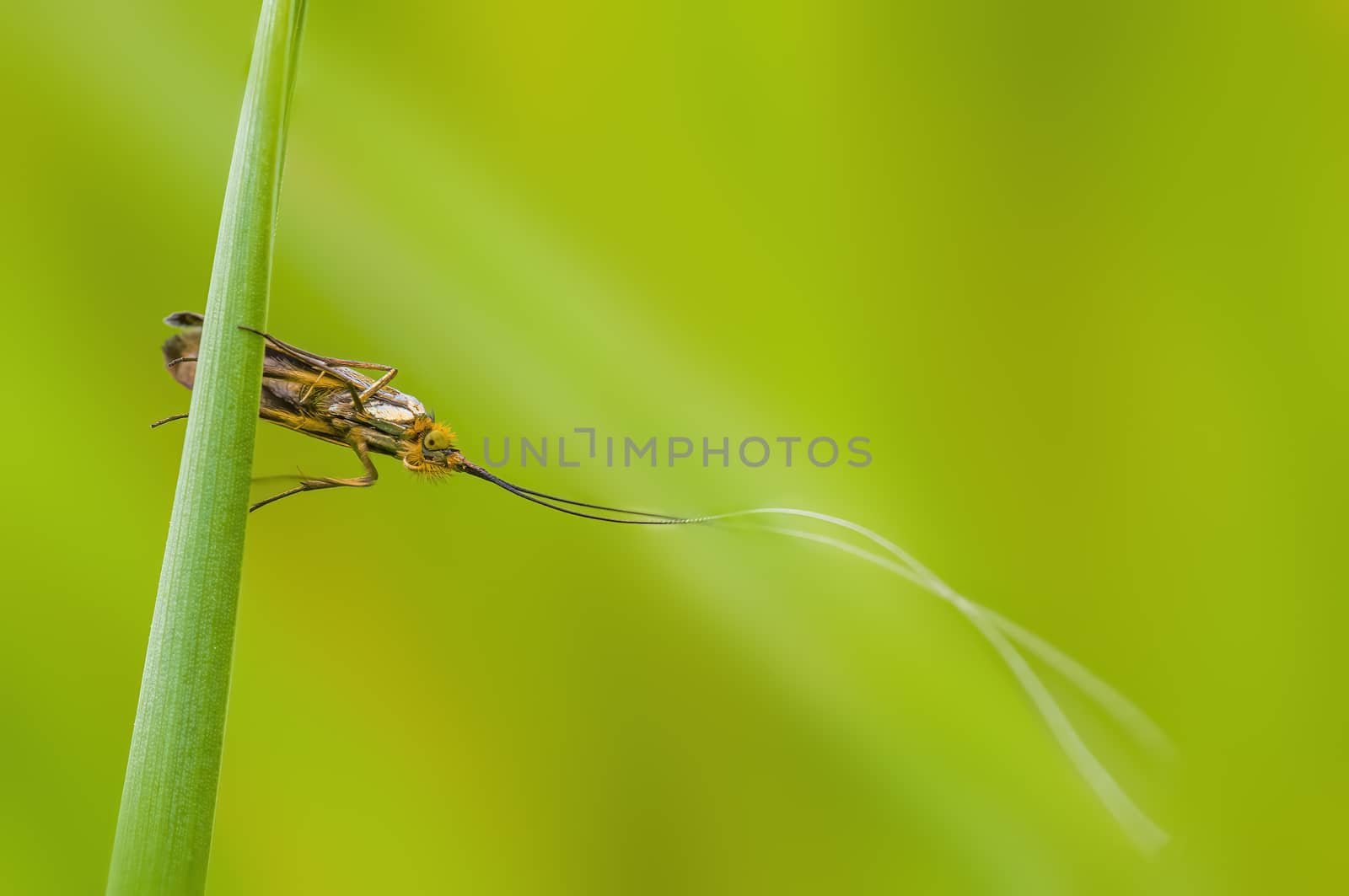 a Small butterfly insect on a plant in the meadows