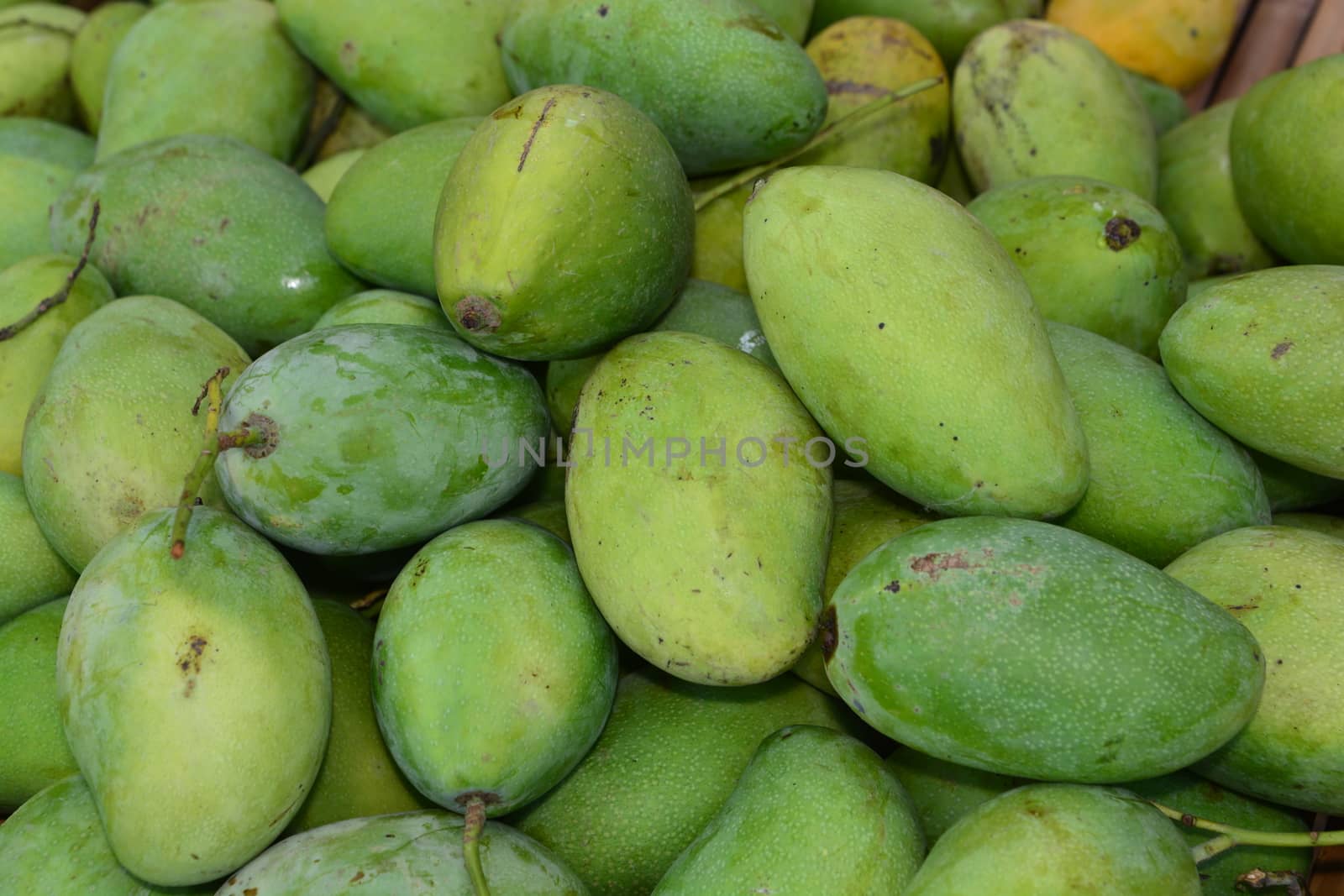 group of green mango, note  select focus with shallow depth of field