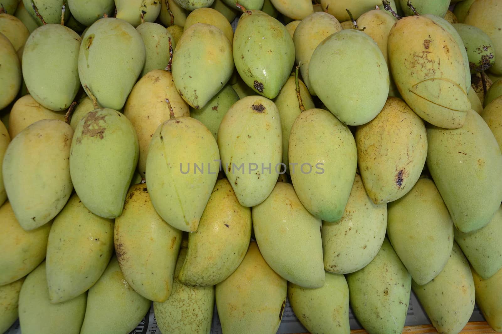 group of green mango, note  select focus with shallow depth of field

