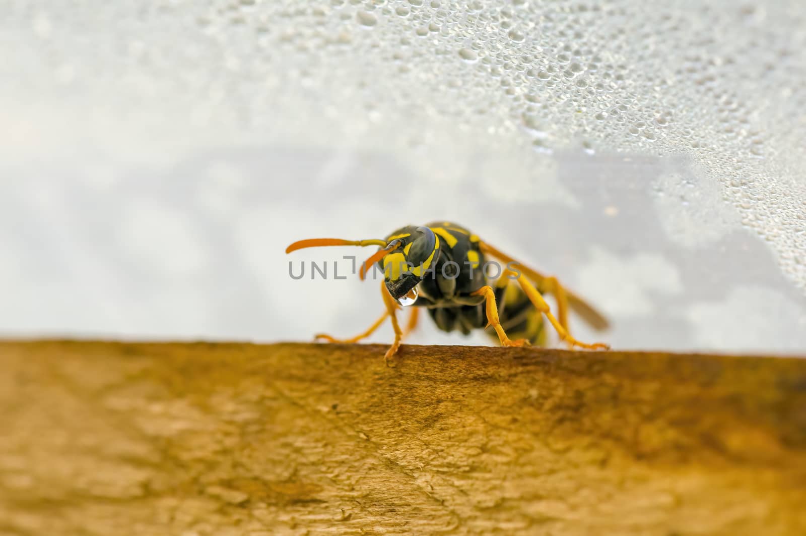 a Small wasp insect on a plant in the meadows