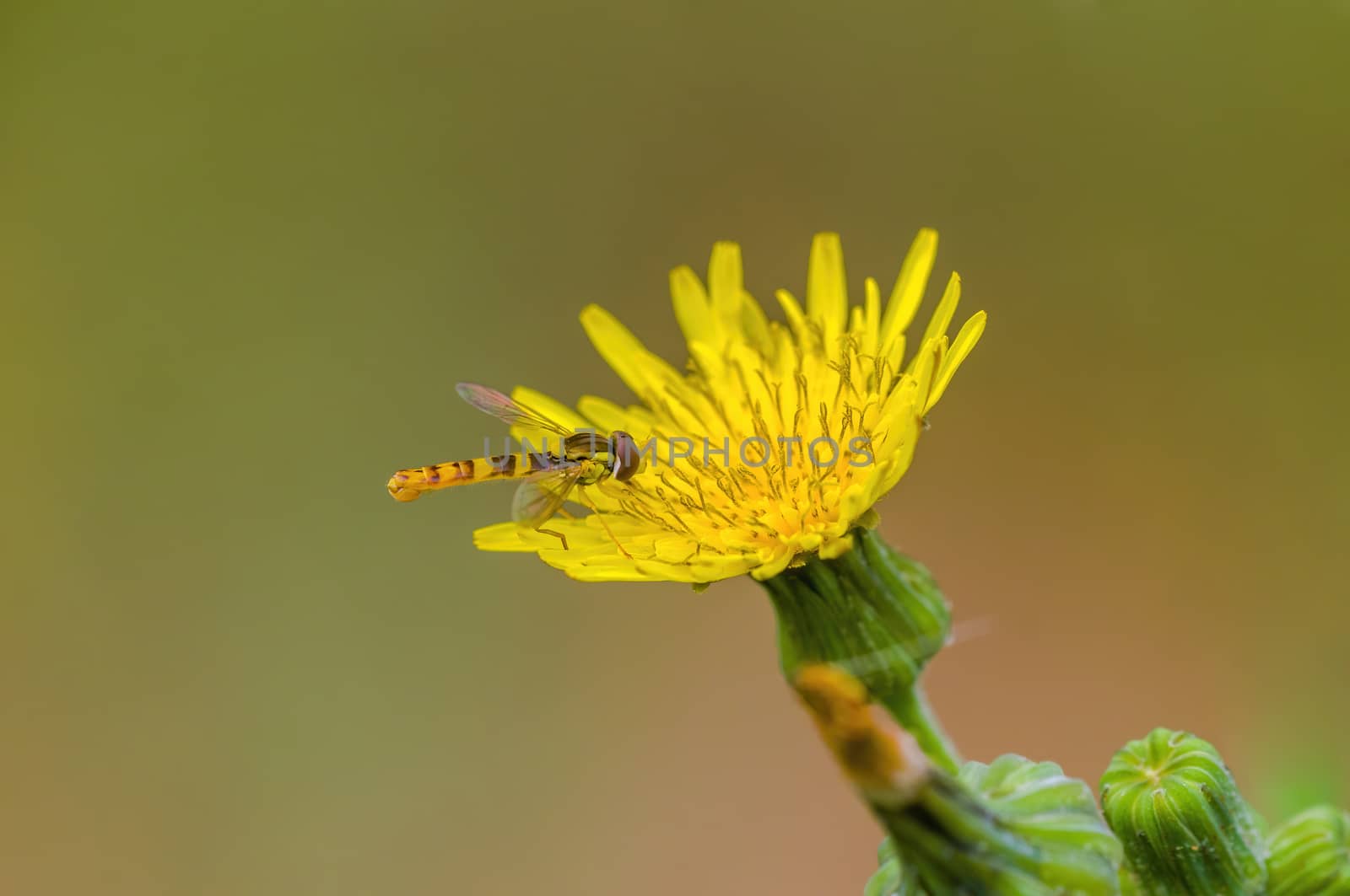 a Small wasp insect on a plant in the meadows