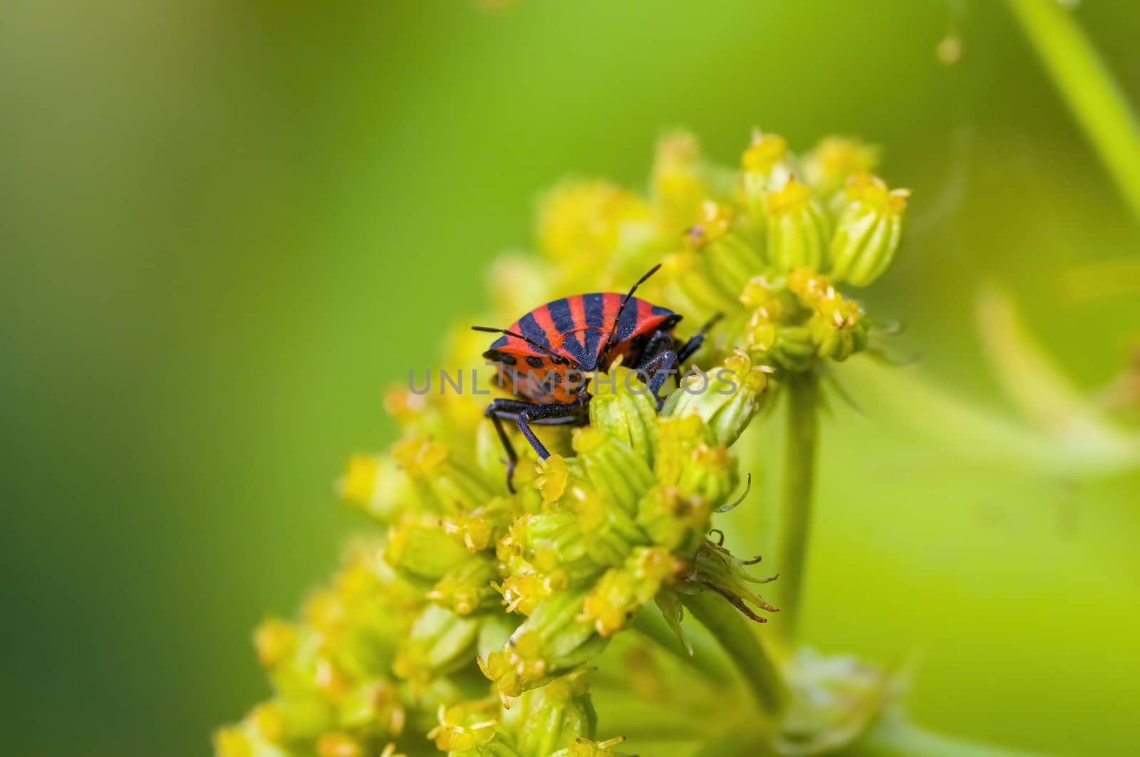 a Small beetle insect on a plant in the meadows