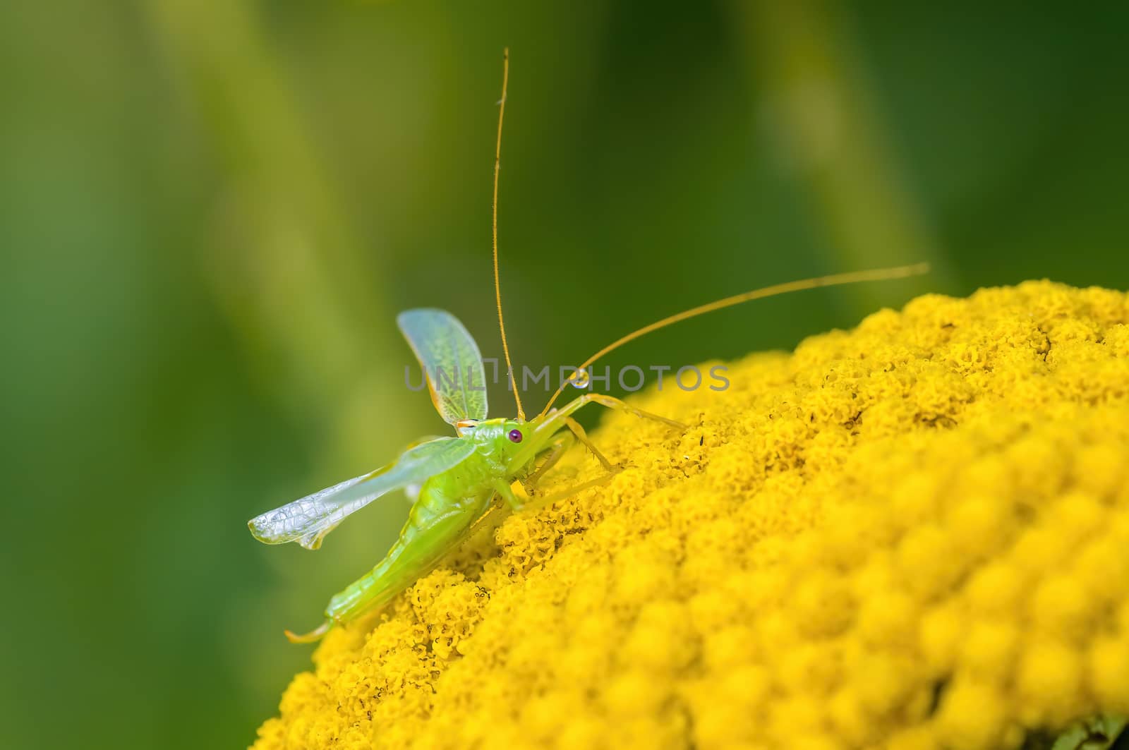 a Small grasshopper insect on a plant in the meadows