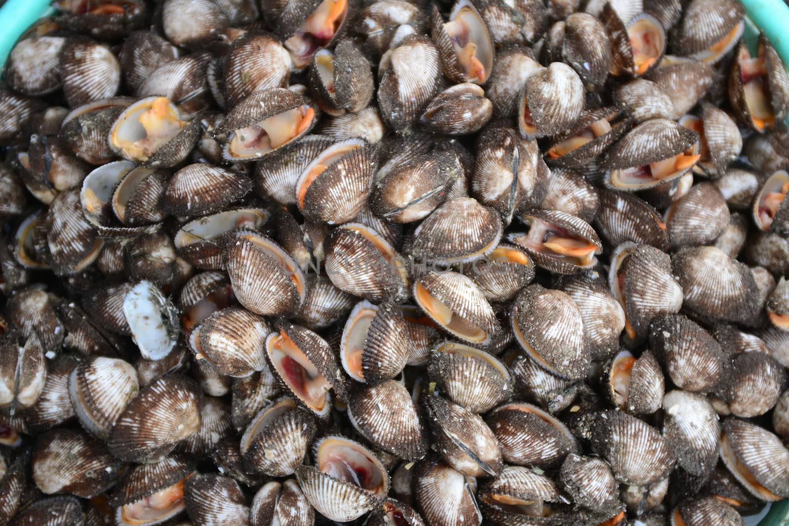 fresh Anadara inaequivalvis Sell in fresh seafood market, note  select focus with shallow depth of field