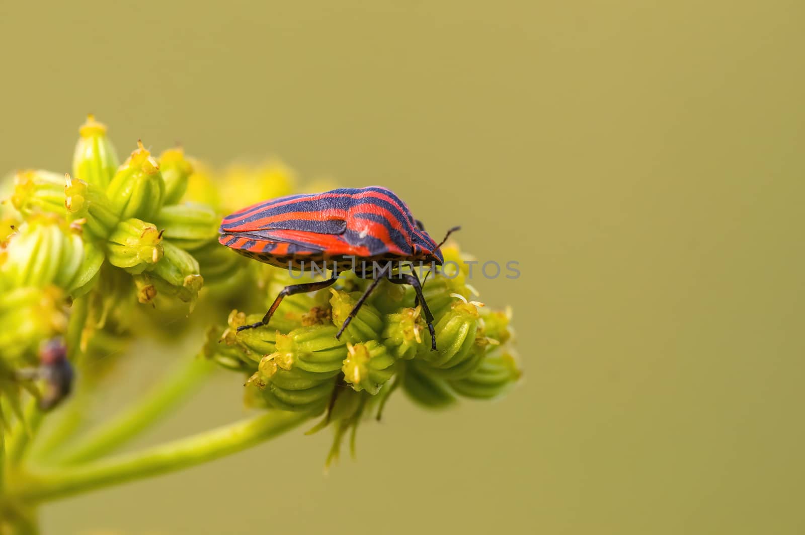 a Small beetle insect on a plant in the meadows