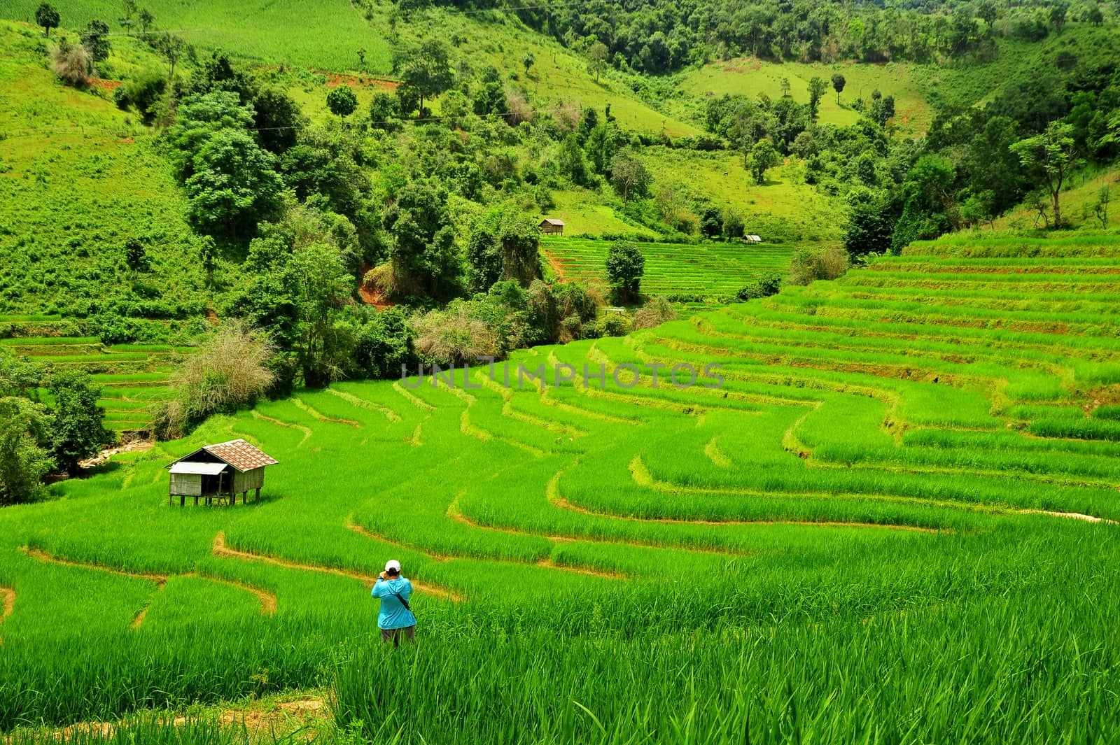 Green Terraced Rice Field in Mae Long House by ideation90