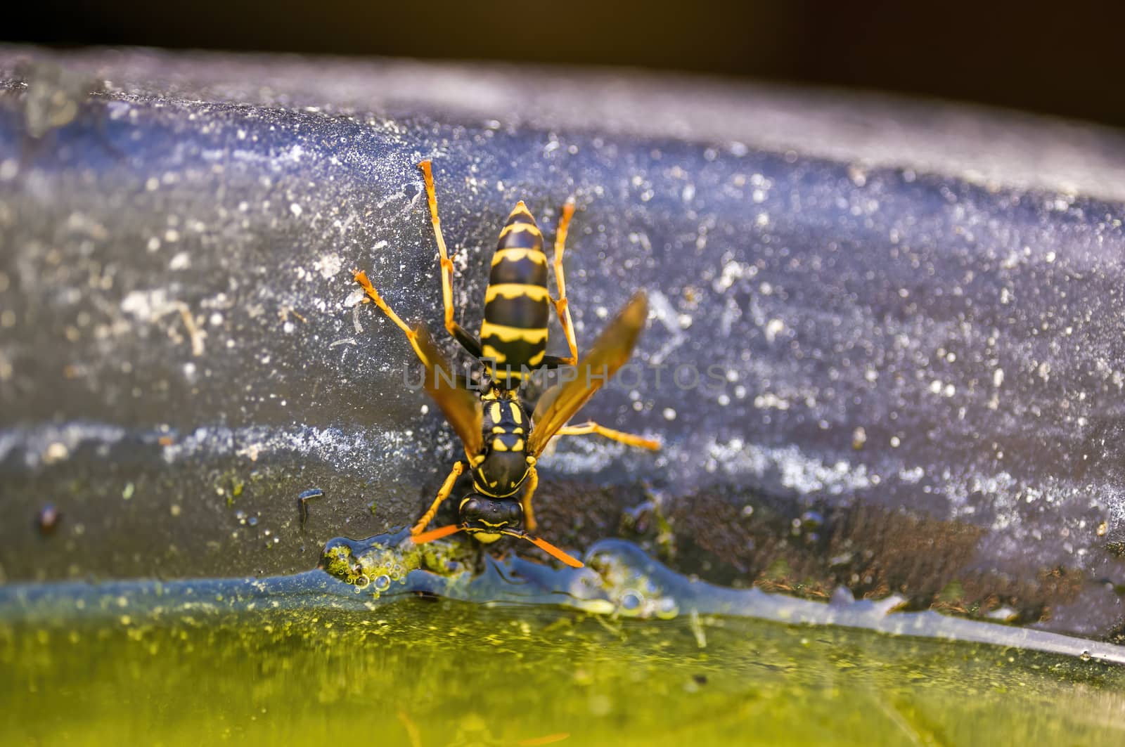 a Small wasp insect on a plant in the meadows