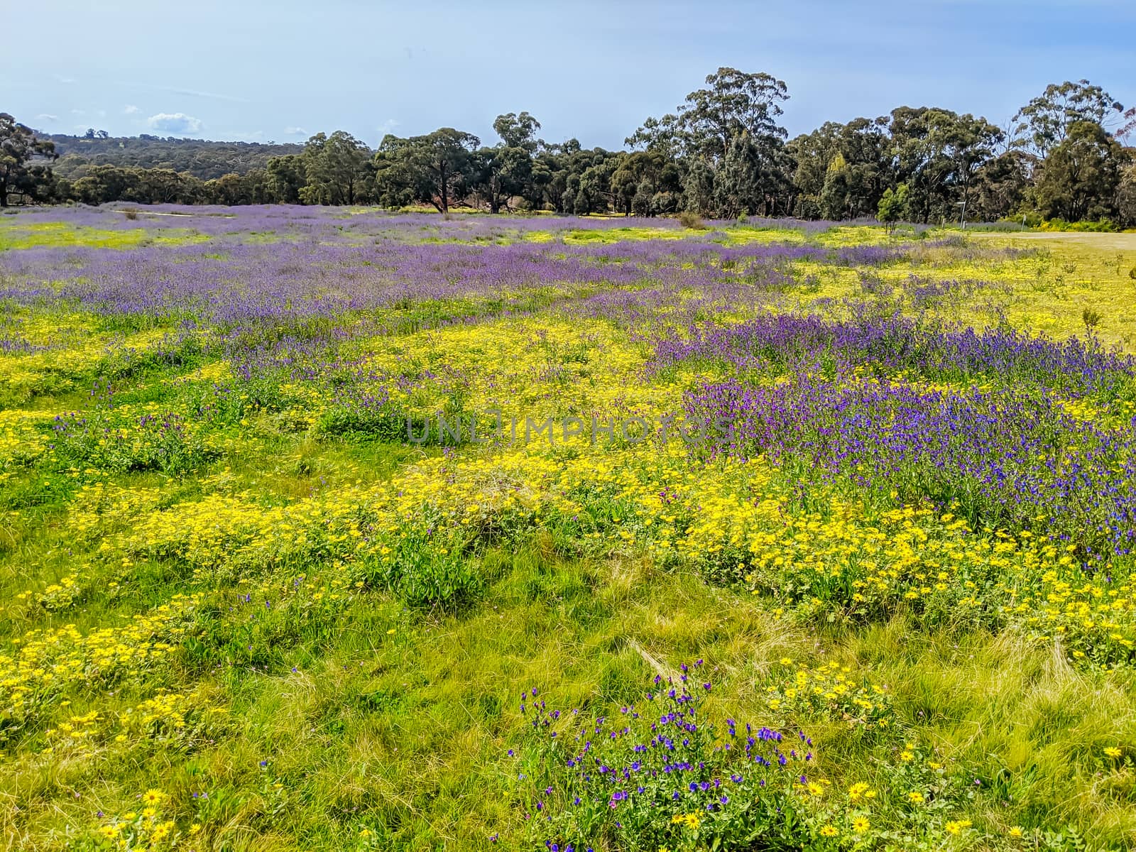 A warm spring day with fields of flowers in Plenty Gorge State Park in northern Melbourne in Victoria, Australia