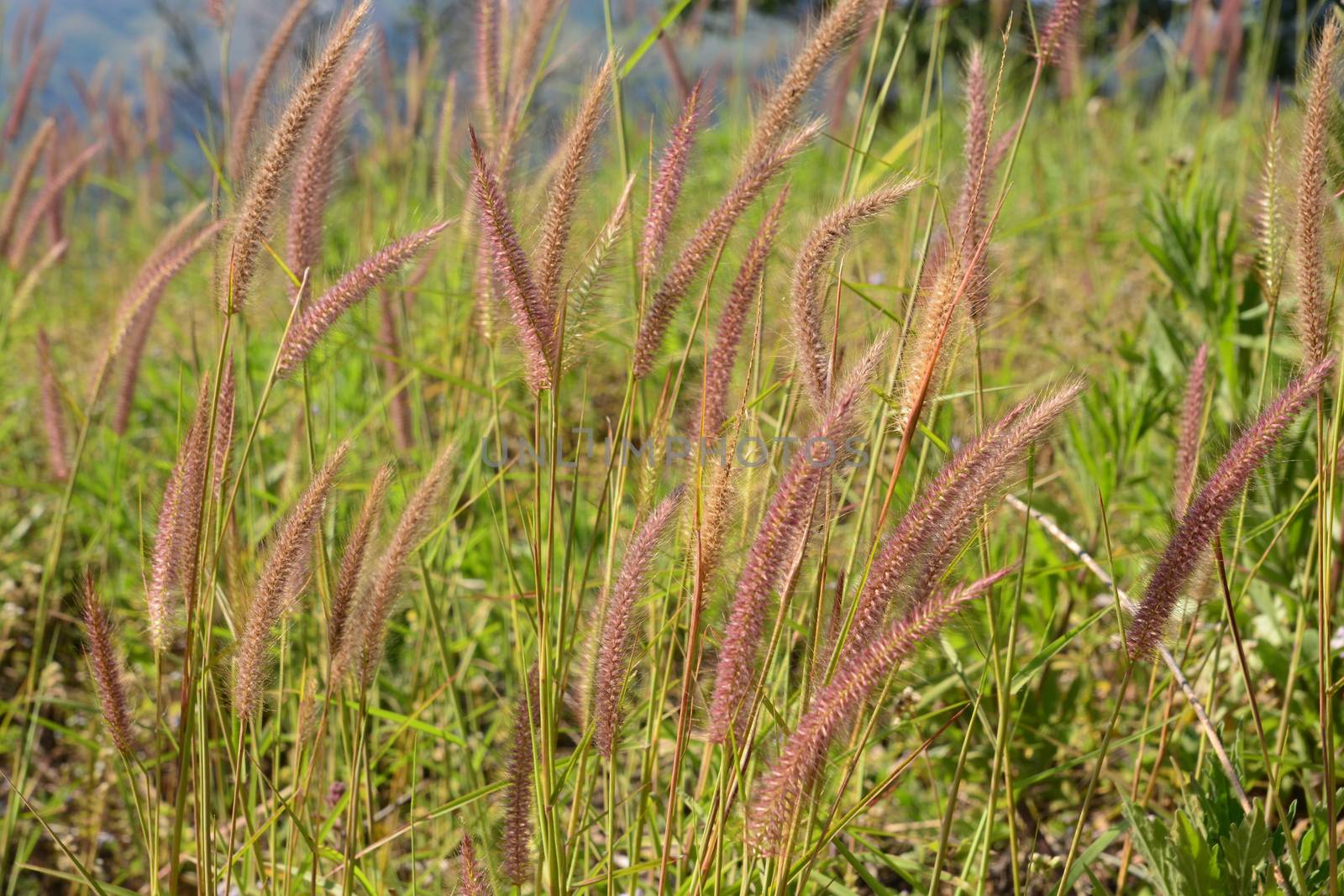 field of grass flowers, field background, grass flowers background by ideation90