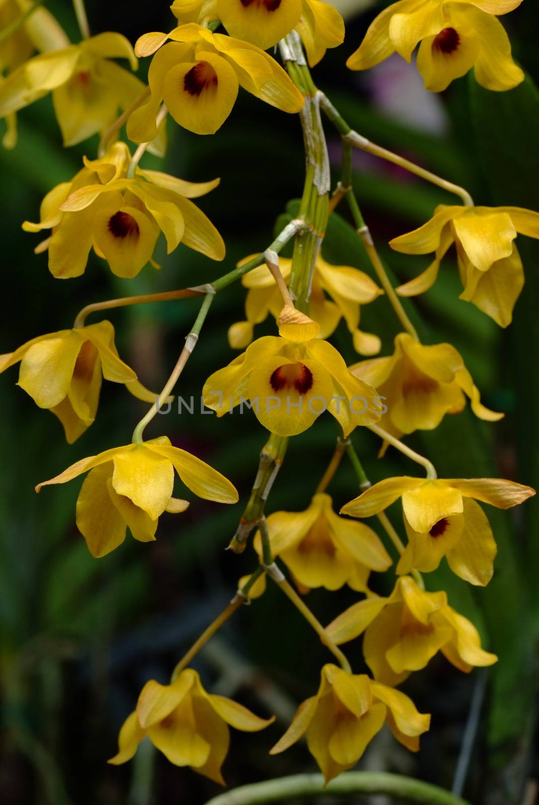 Dendrobium densiflorum,  is a species of epiphytic or lithophytic orchid that is native to Asia by ideation90