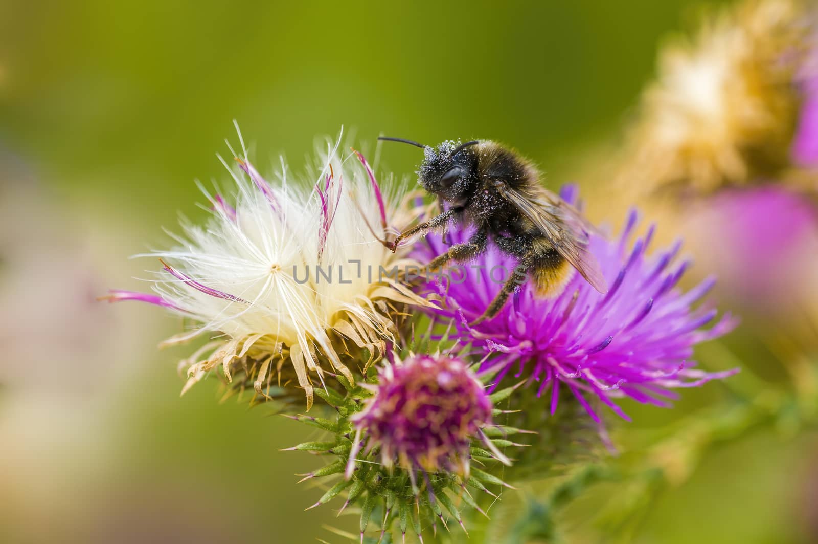 a Small wasp insect on a plant in the meadows