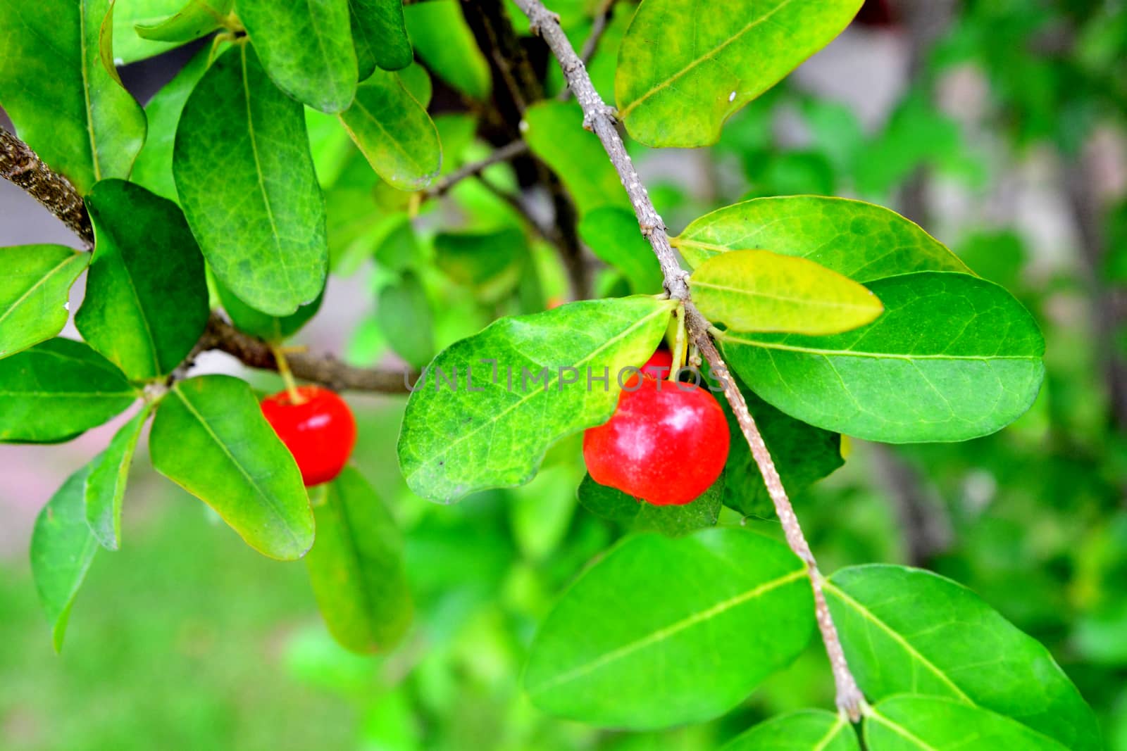 Ripe cherries hanging from a cherry tree branch, note  select focus with shallow depth of field