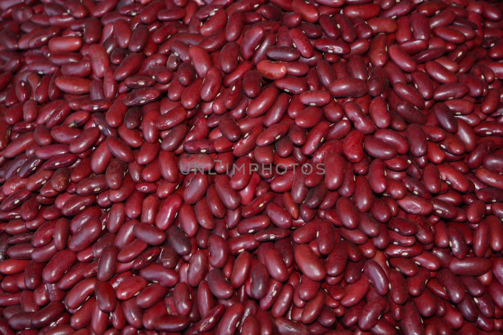 Kidney bean, Red kidney bean,  note  select focus with shallow depth of field