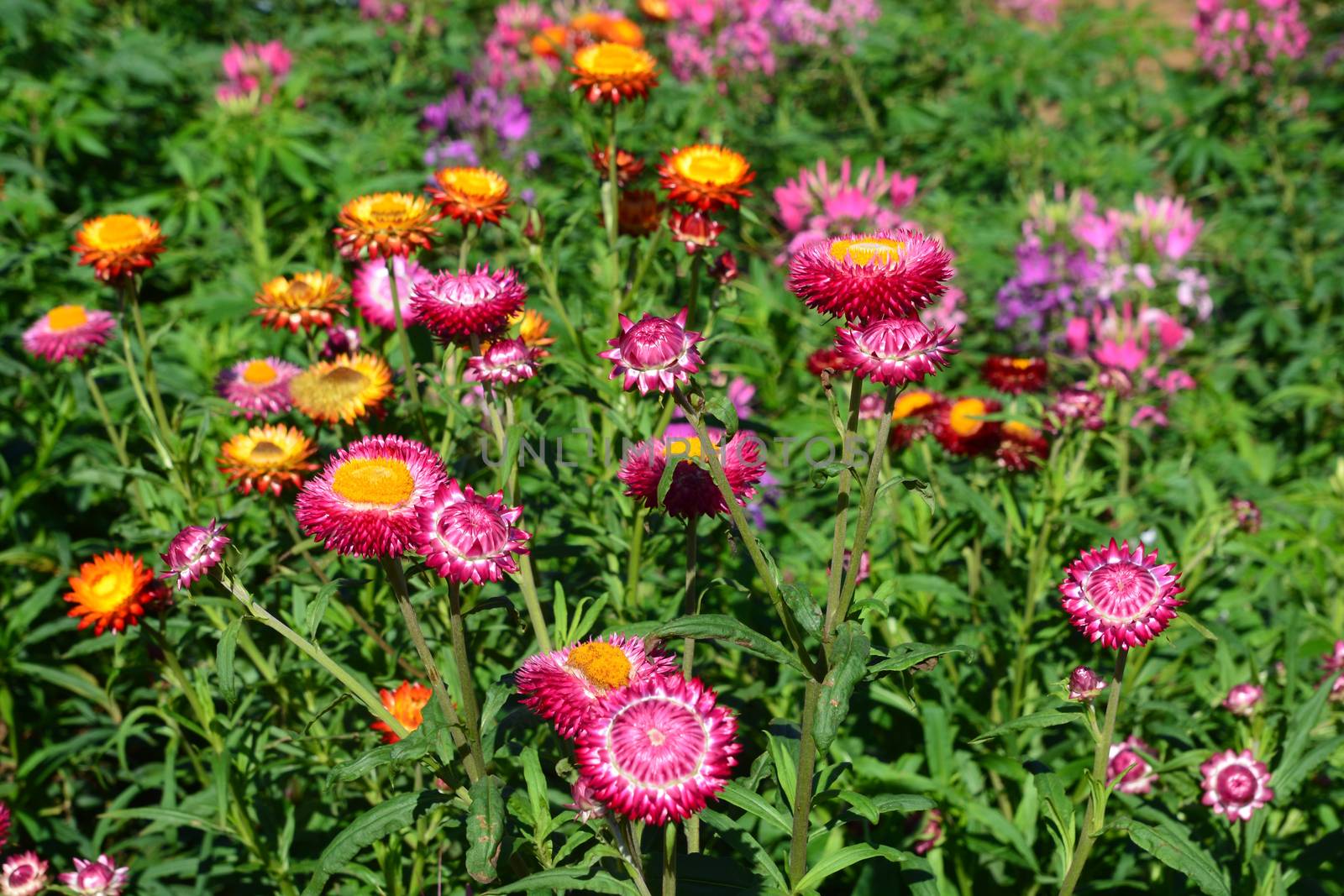 Beautiful of colorful  everlasting flowers or straw flowers for background 