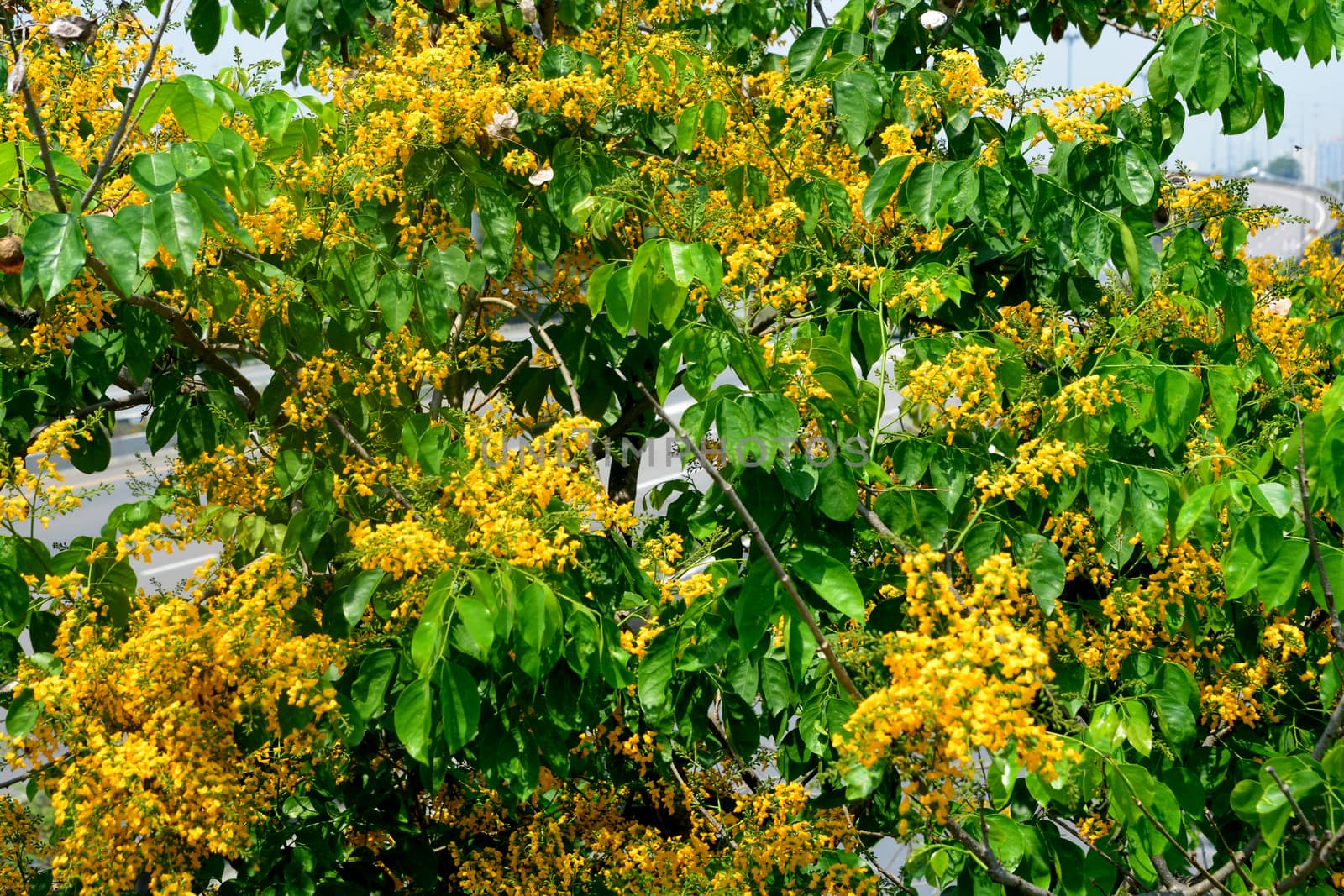Pterocarpus macrocarpus, or the Burma padauk by ideation90