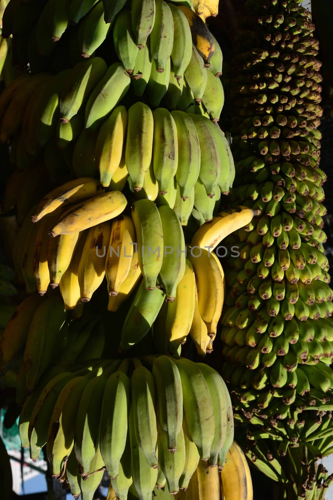 Bunch of  bananas in the banana garden. Agricultural plantation.