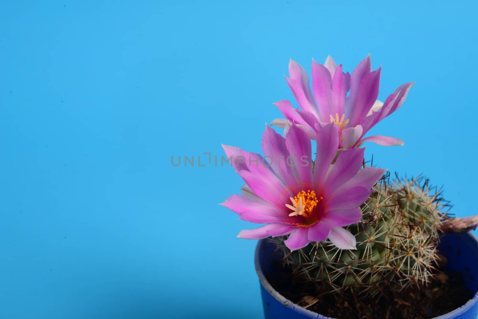 blooming Pink Coryphantha elephantidens, Cactus flower