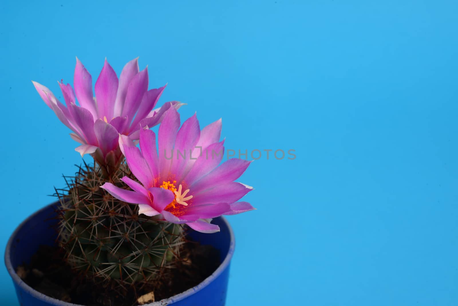 Blooming Pink Coryphantha elephantidens, Cactus flower