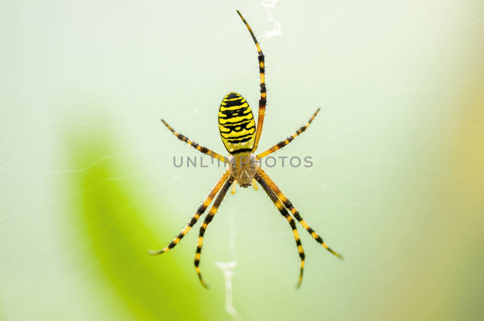 a Small spider insect on a plant in the meadows