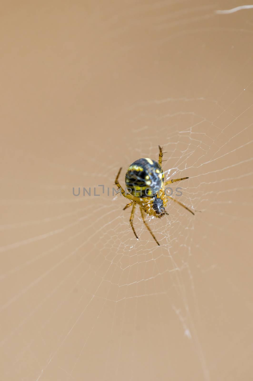 a Small spider insect on a plant in the meadows