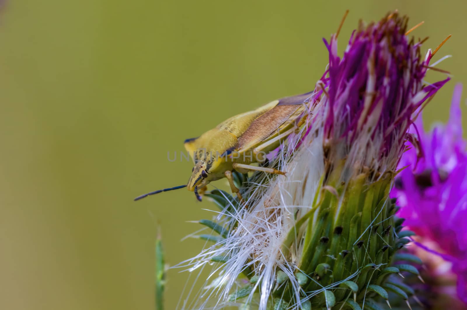 a Small beetle insect on a plant in the meadows