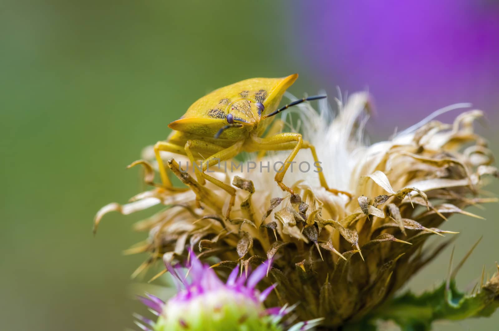 a Small beetle insect on a plant in the meadows