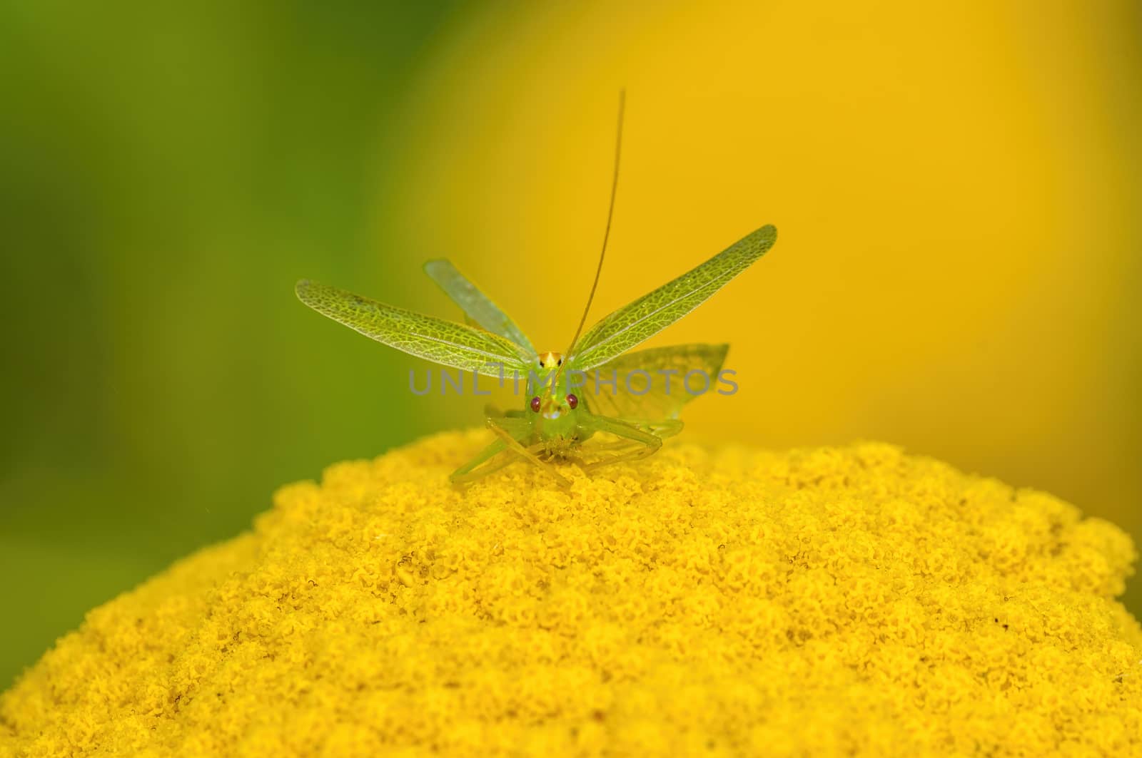 a Small grasshopper insect on a plant in the meadows