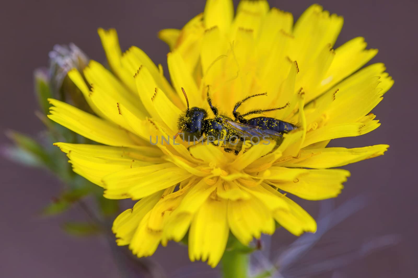 a Small wasp insect on a plant in the meadows