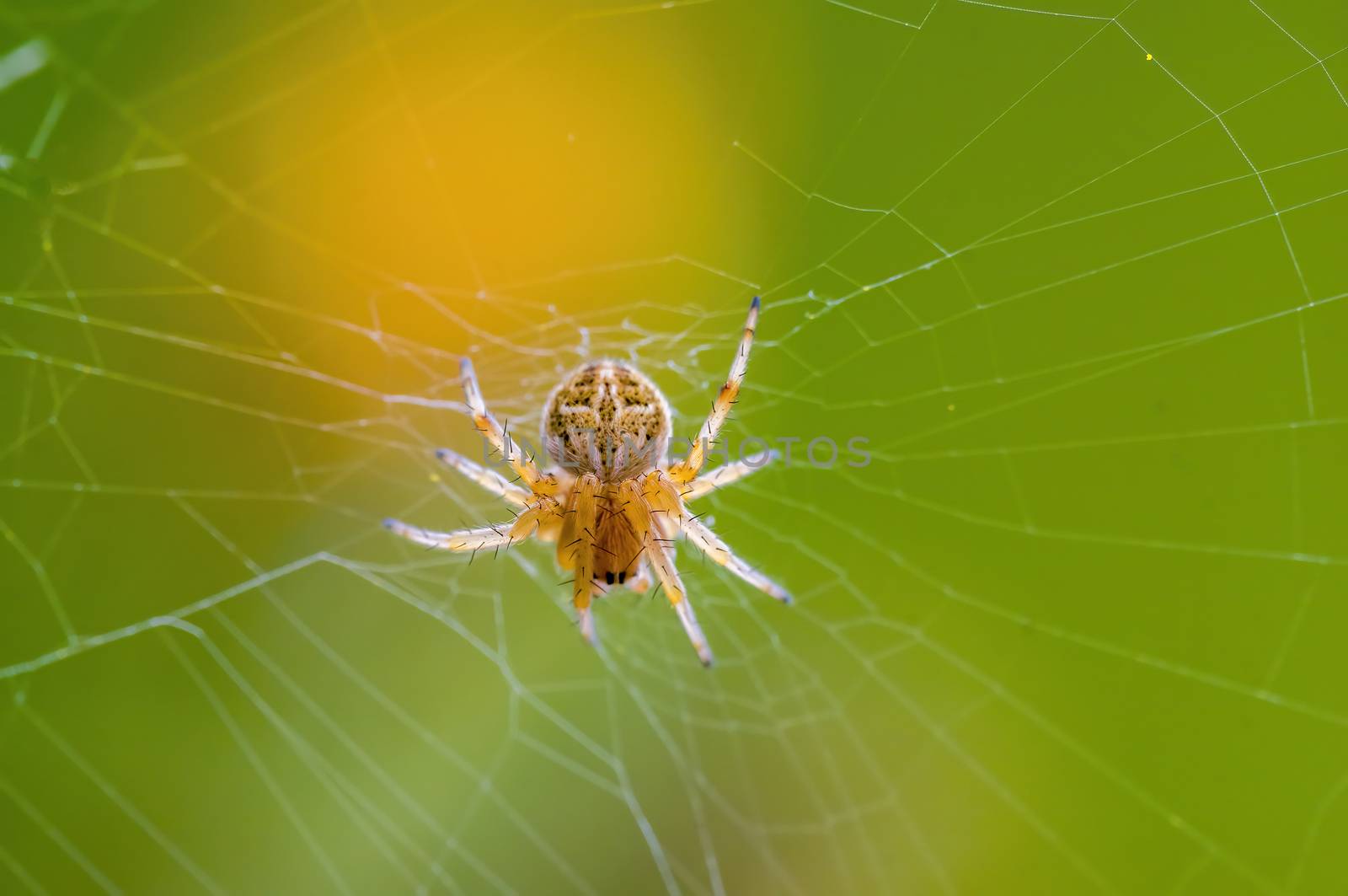 a Small spider insect on a plant in the meadows