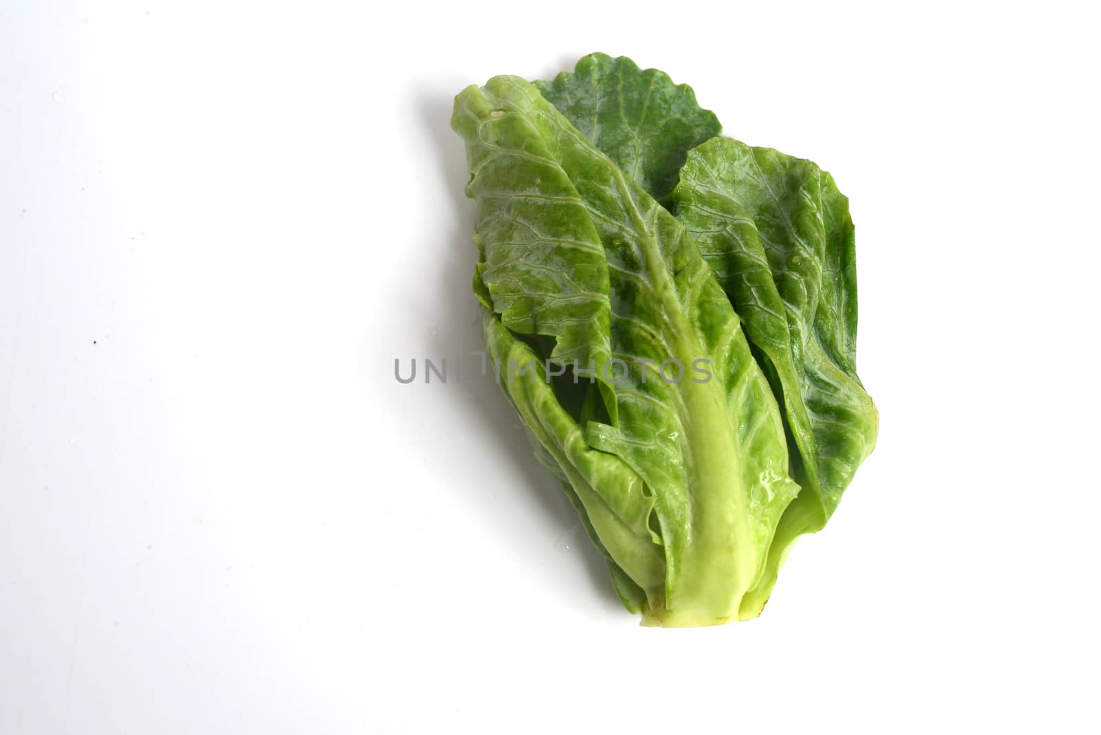 The Brussels sprout is a member of the Gemmifera Group of cabbages by ideation90