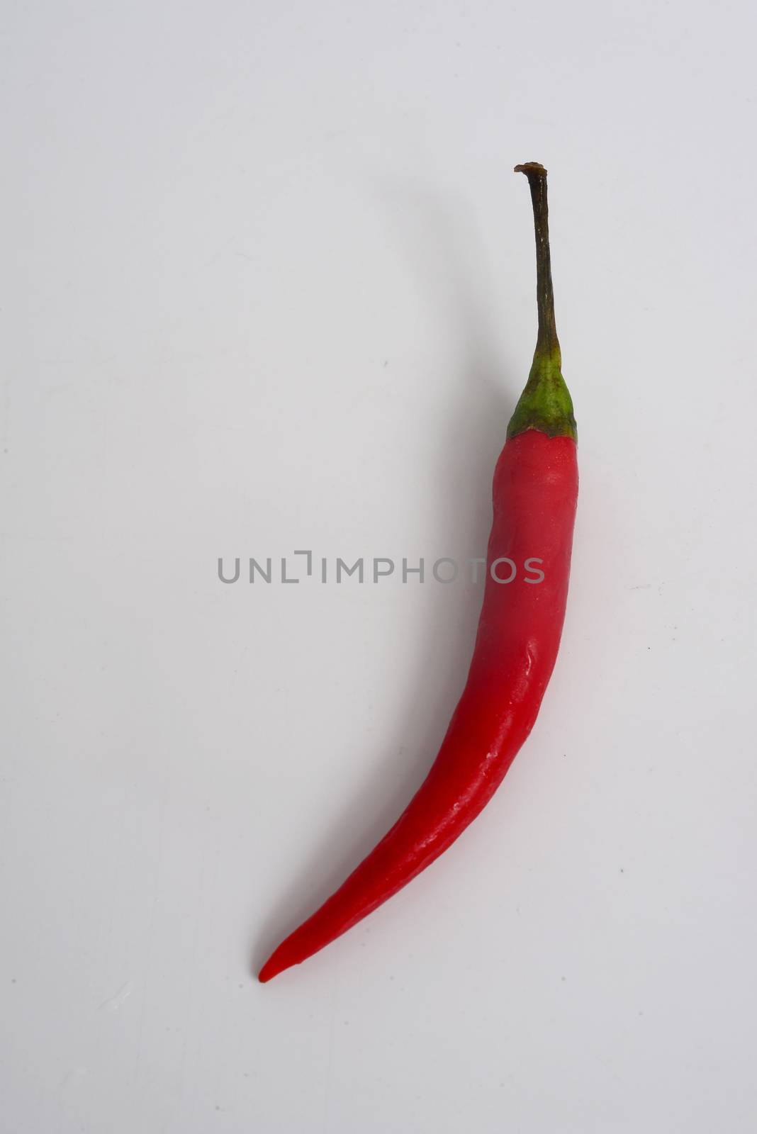 Red chili on white background with copy space for text by ideation90