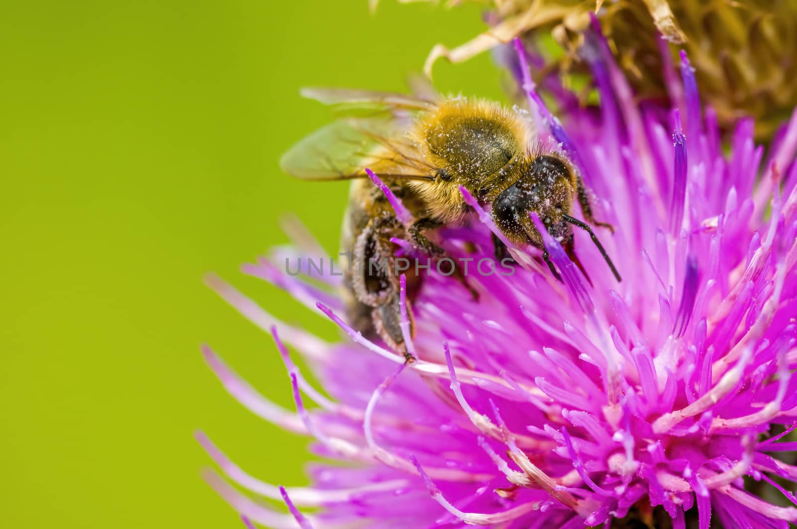 a Small wasp insect on a plant in the meadows