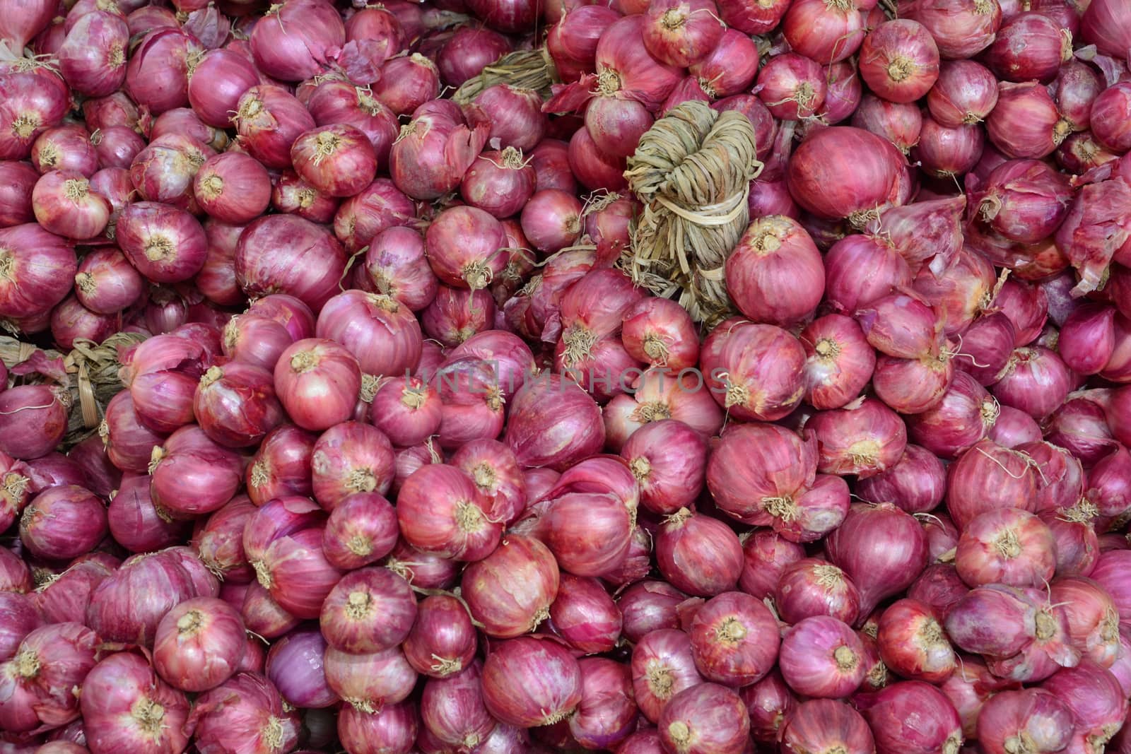 The shallot is a type of onion, specifically a botanical variety of the species Allium cepa