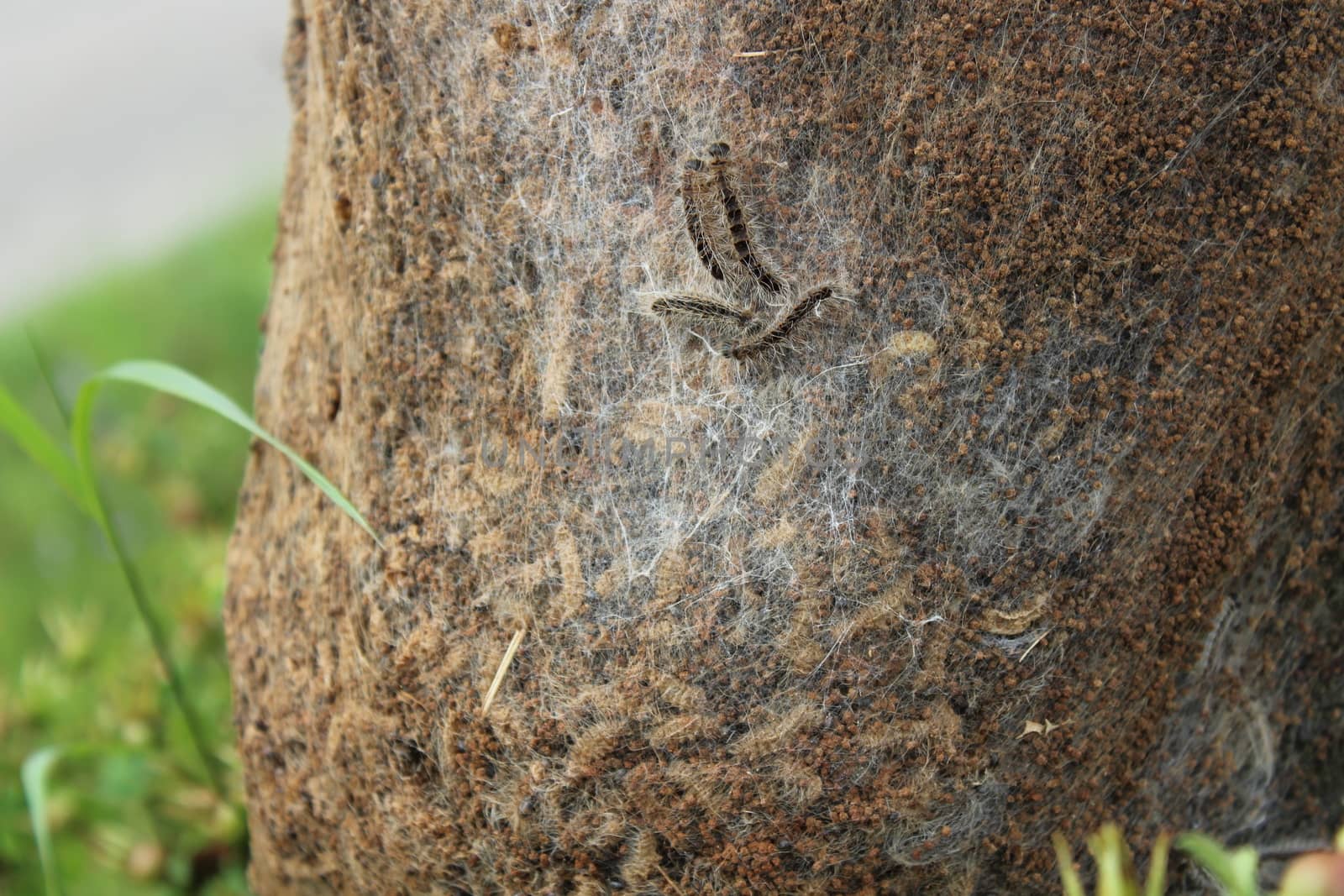 The picture shows an oak processionary moth on a tree