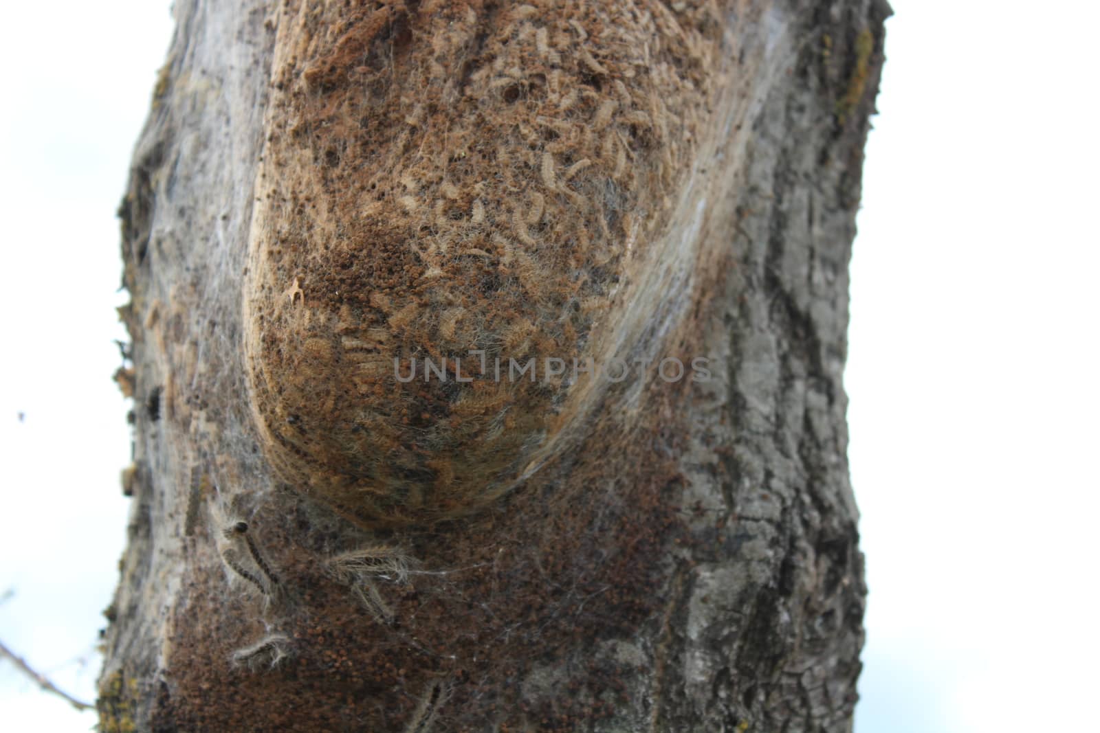 oak processionary moth on a tree by martina_unbehauen