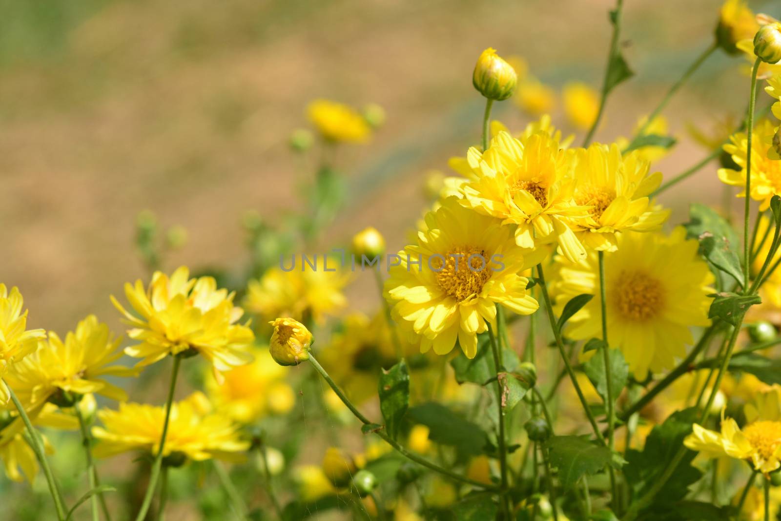 Chrysanthemum morifolium Ramat is a perennial herb covered with yellow villous hairs by ideation90