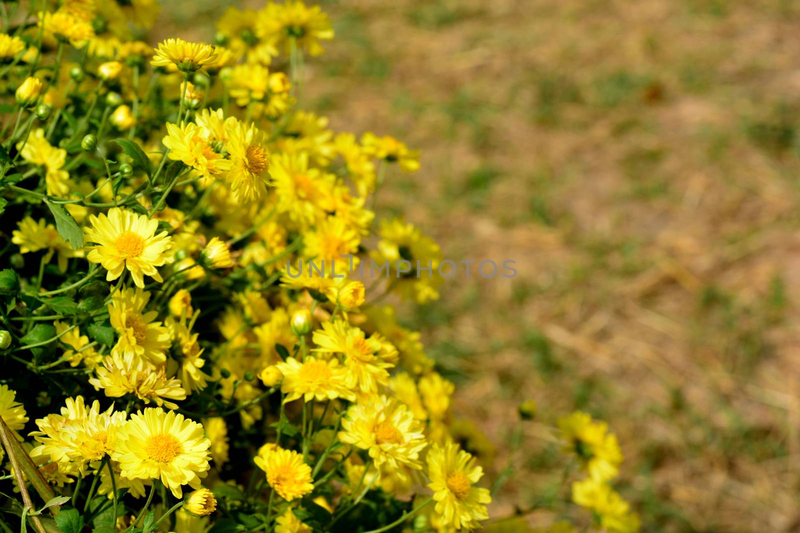 Chrysanthemum morifolium Ramat is a perennial herb covered with yellow villous hairs by ideation90