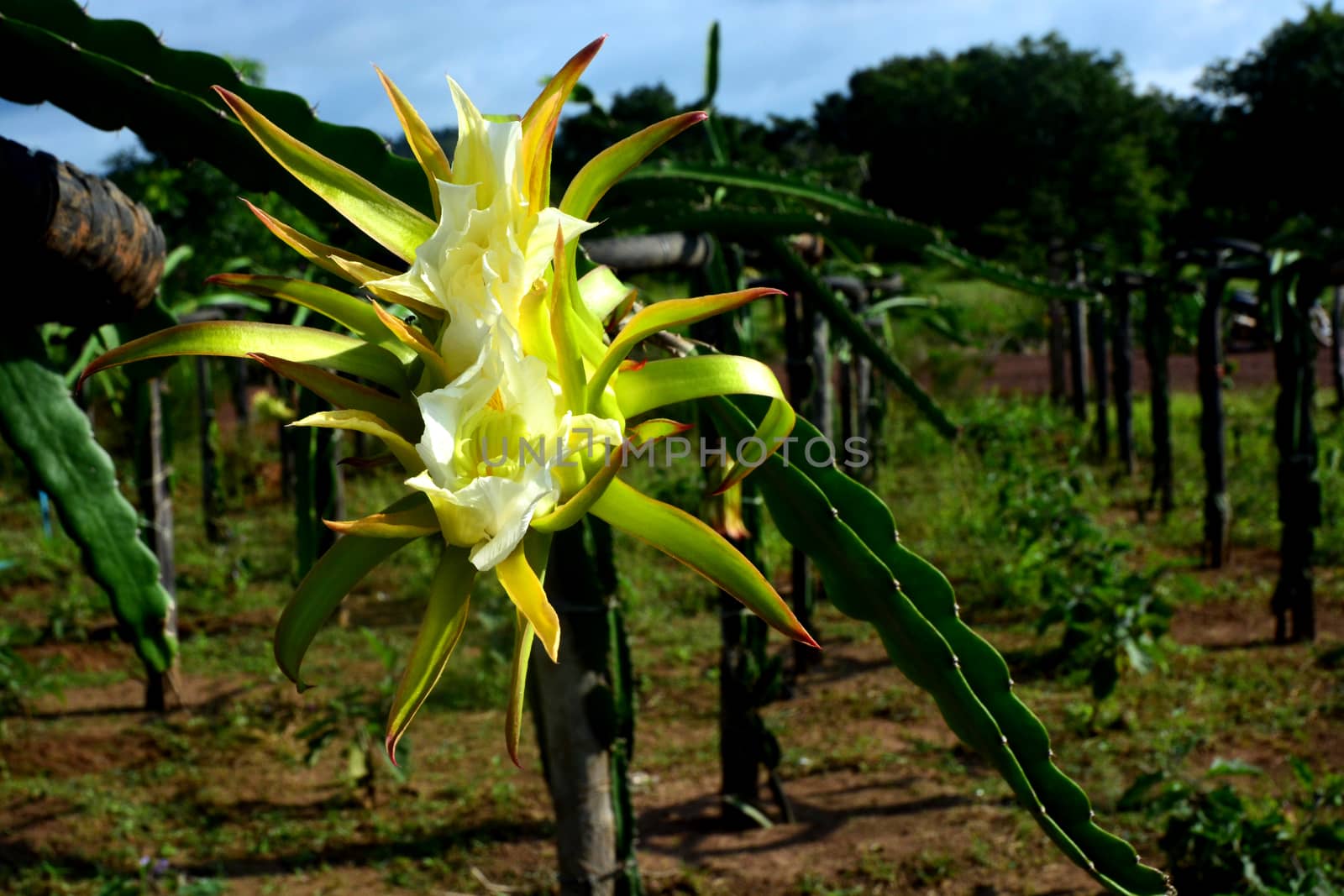 dragon fruits  flower by ideation90