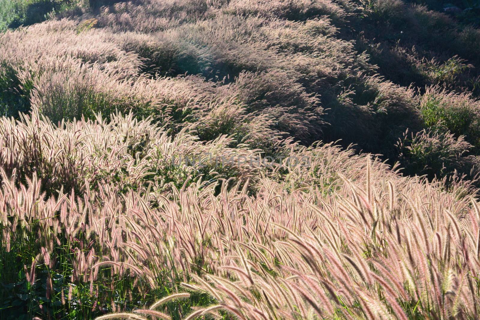Fountain Grass Ornamental Plant in Meadow  by ideation90