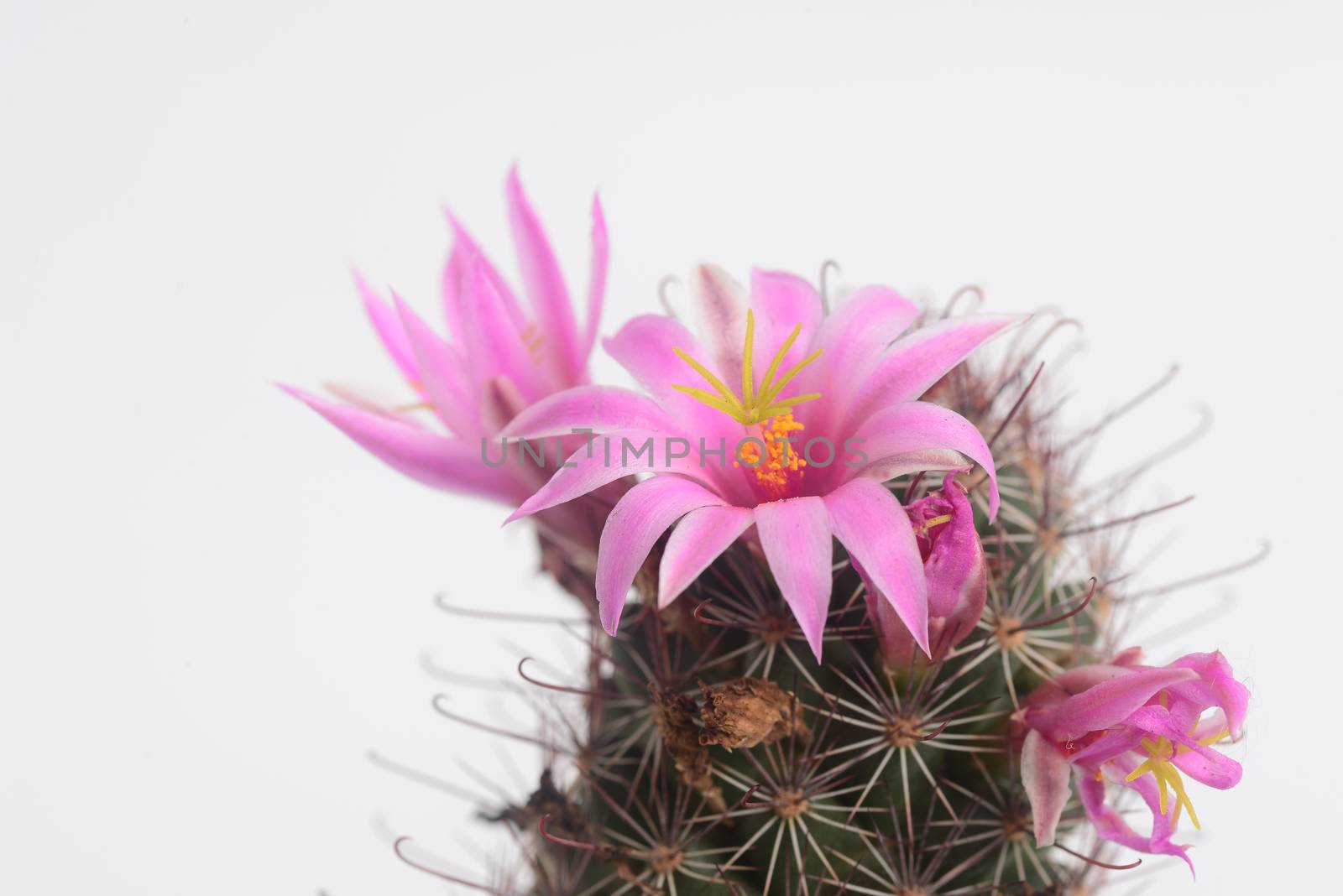Mammillaria mazatlanensis cactus flower, Pink flower cactus