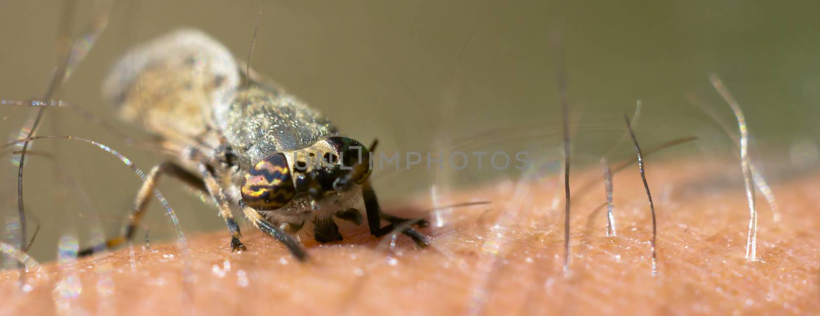 a Little fly insect on a plant in the meadow by mario_plechaty_photography