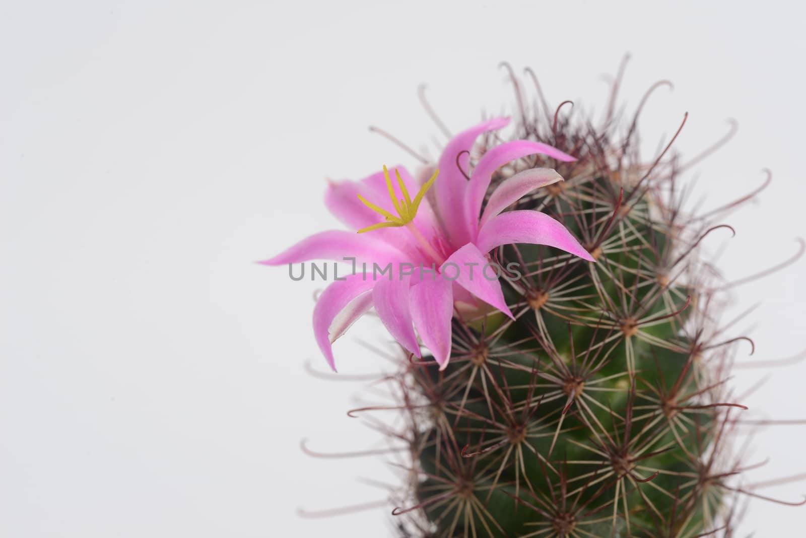 Mammillaria mazatlanensis cactus flower by ideation90