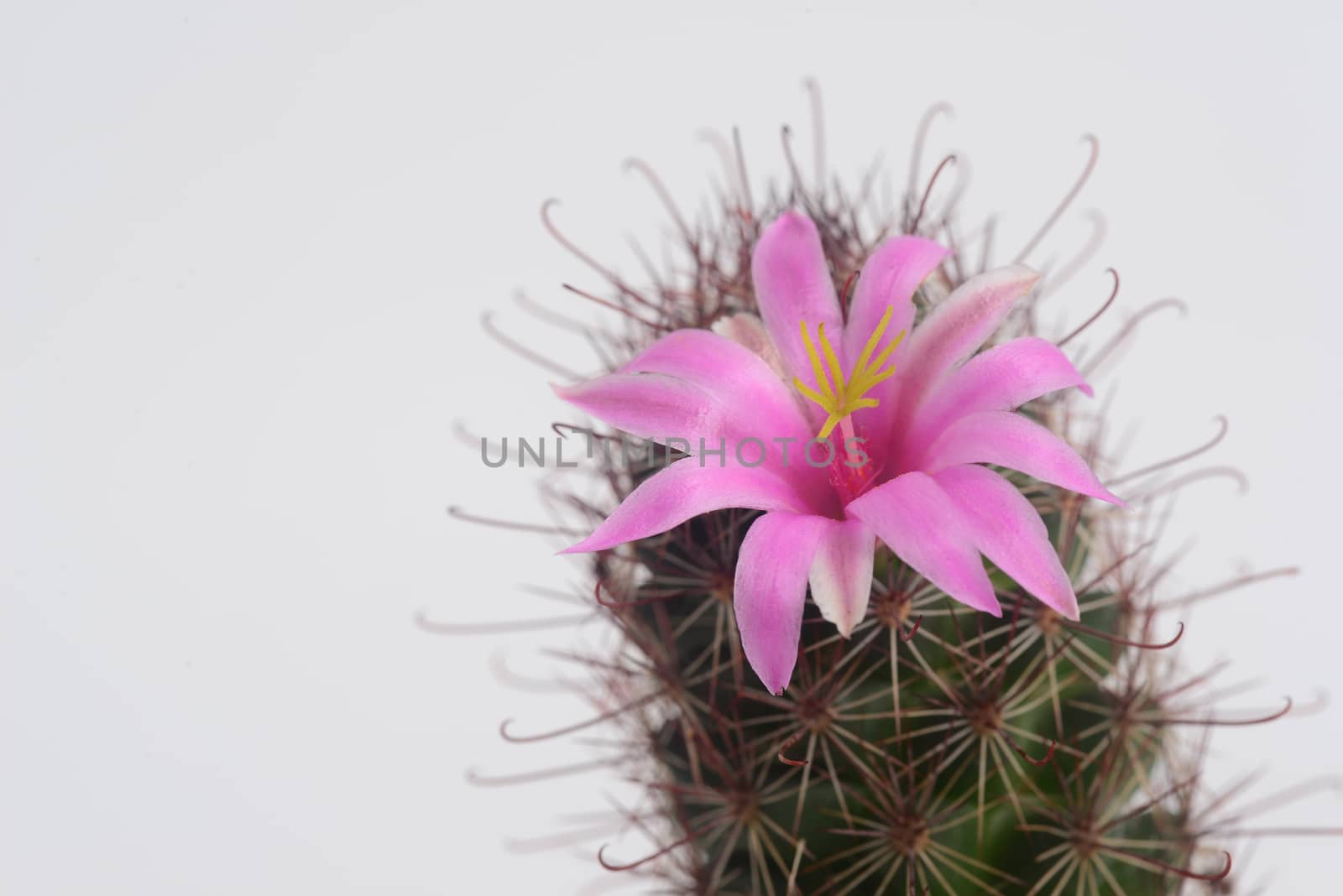 Mammillaria mazatlanensis cactus flower by ideation90